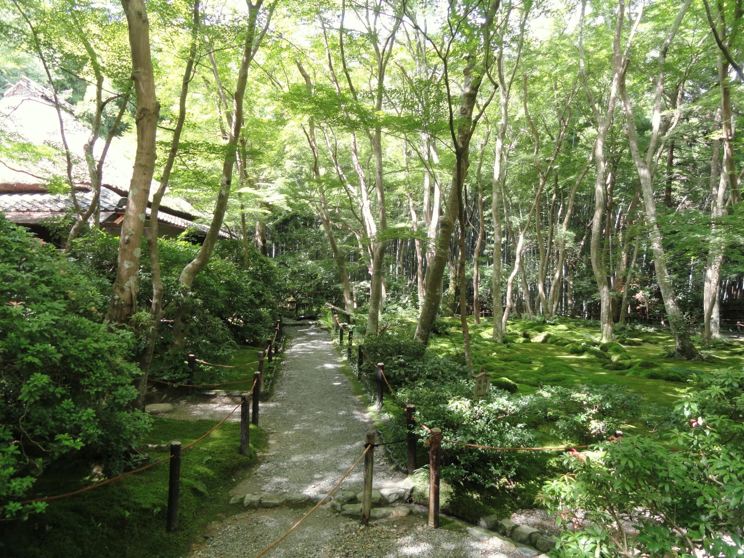 A shaded path through the moss garden at Giō-ji temple in Kyoto